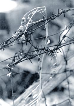 �������  ���������